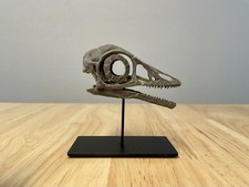 Teschio Archaeopteryx -