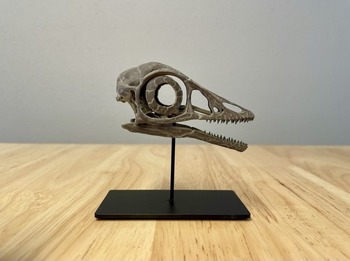 Teschio archaeopteryx - teschio,