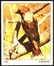 Il mondo degli ANIMALI (1970)