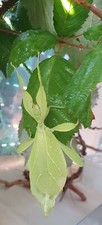 Foglie mutevoli Phyllium philippinicum / Phasmidi 5 uova