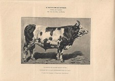 Stampa antica TORO di razza MONTBELIARD 1895 ca Antique print cattle