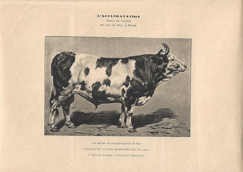 Stampa antica toro - toro, di