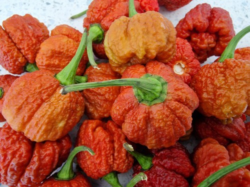 Semi peperoncino - semi, di