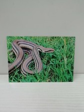 POSTCARD POSTCARD FAUNA OF THE