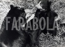 Foto vintage Orsetti spettacolari e la loro mamma, stampa 21x15cm