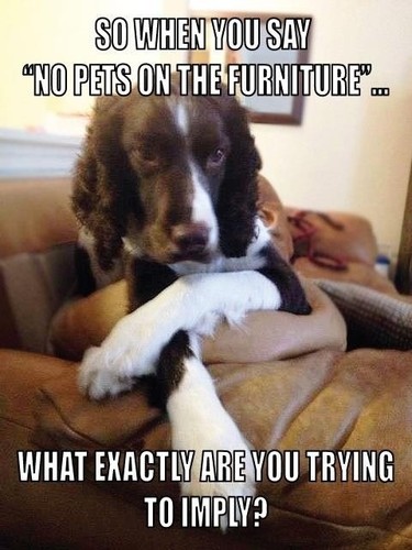 Springer spaniel magnete - springer,
