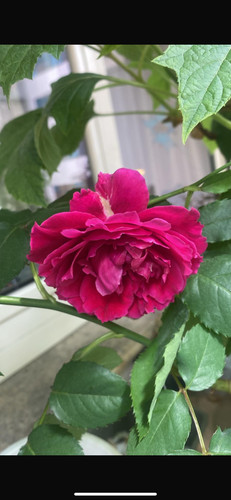Bonsai rosa foto questo - bonsai, di