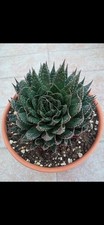 ALOE ARISTATA    21 CM COCCIO, SPEDIZIONE GRATUITA!!!