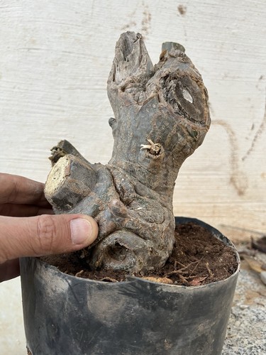 Bonsai plumeria bianco - bonsai,