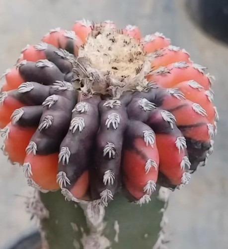 Discocactus horstii wysiwyg - horstii,