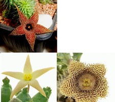 3 Talee 1 Huernia Pilansii 1 Hystrix 1 Piaranthus Globosus Foto fiori WEB