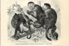 Stampa antica SCIMMIE CEBO DAI