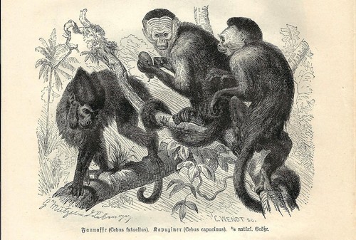 Stampa antica scimmie cebo dai - stampa,