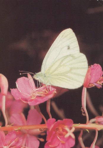 Cartolina rapsweißling pieris - cartolina,
