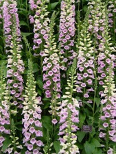 2 GR DI DIGITALIS PURPUREA '''Camelotto Lavanda CA. 10000 SEMI
