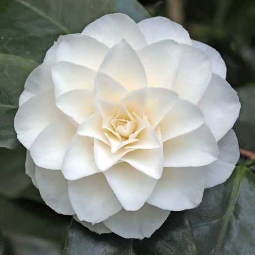 Camelia bianca camellia - camelia,