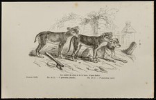 1867 - Cuccioli Di Cane E Di