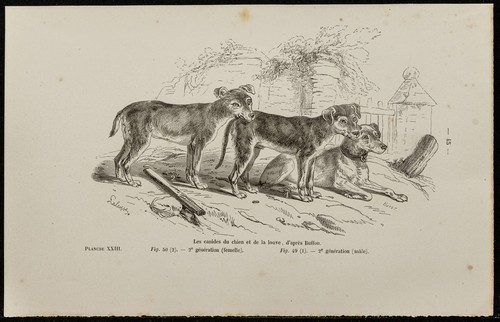 1867 cuccioli cane e - 1867,