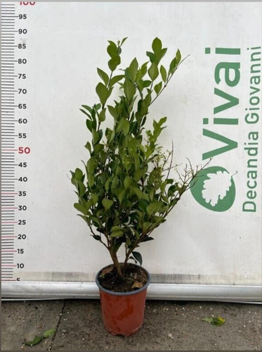 Pianta ligustro texanum a - ligustro,