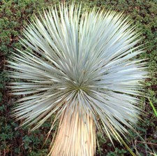 Yucca Rostrata | Beaked Yucca | Big Bend Yucca -  - Yucca Becco d’Uccello | Yucc