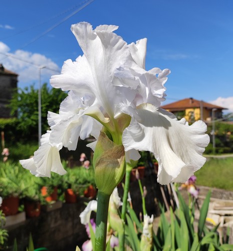 Rizoma iris germanica bianco - germanica,