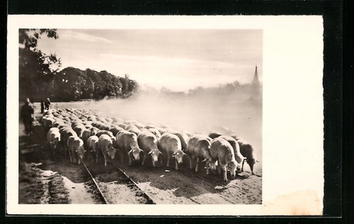 Cartolina gregge pecore su - cartolina,