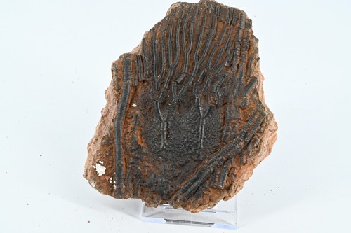 Crinoide fossile syphocrinite