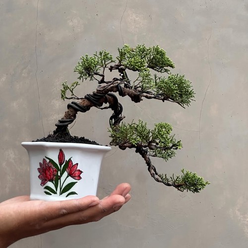Bonsai juniperus sargenti - di,