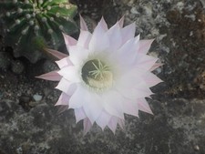 Echinopsis Oxygona Cactus