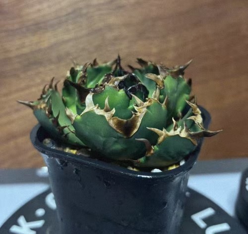 Vaso rara pianta di - rara,
