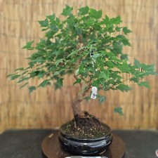 Bonsai di Acero Bergerianum h