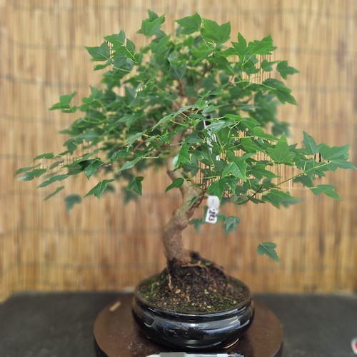 Bonsai acero bergerianum h - bonsai,