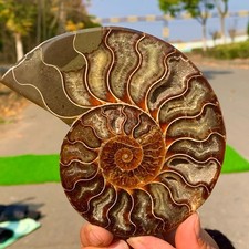 268G Ammonite Fette Colorate Naturale Fette Fossili Lumaca Guarigione Madagascar A214