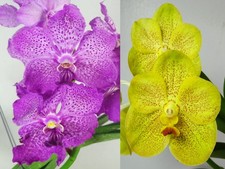 1 Vanda Gordon Dillon x Vanda