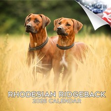 Rhodesian Ridgeback Calendario 2026 TAGLIA INTERA 12x24 Made in USA