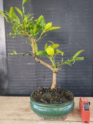 Bonsai limone 39 - limone, h