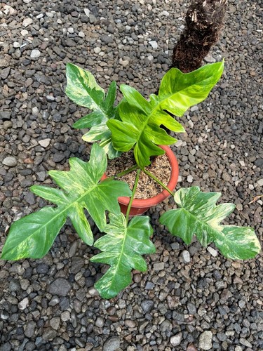 Philodendron florida beauty - beauty, x