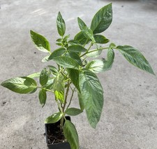 Pepino melon plant - pepino, 15”