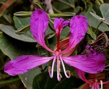 1-1000 PCS Purple Orchid