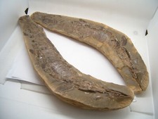 PESCE FOSSILE doppia matrice -