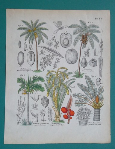 Piante tropicali sago date - date, &