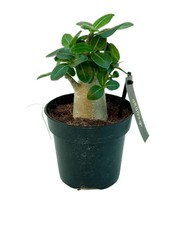 ADENIUM ANSU BAOBAB