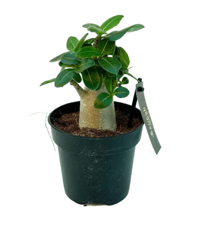 Adenium ansu baobab - ansu,