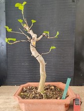 bonsai di gelso h 48 cm visita