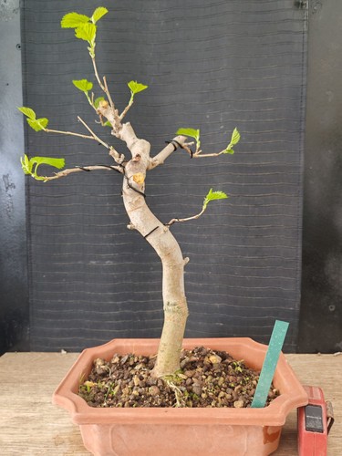 Bonsai gelso cm visita - gelso,