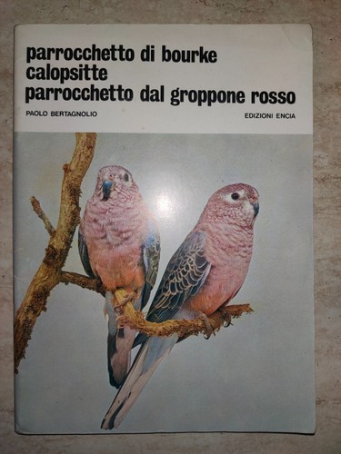 Parrocchetto bourke - di,