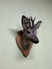 Roe deer head on the board
