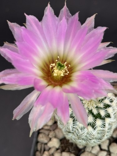Echinocereus reichenbachii