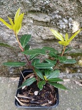 Laurus Nobilis"Golden