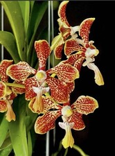 Vanda jannae x roeblingiana